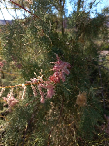 French tamarisk (Tamarix gallica)