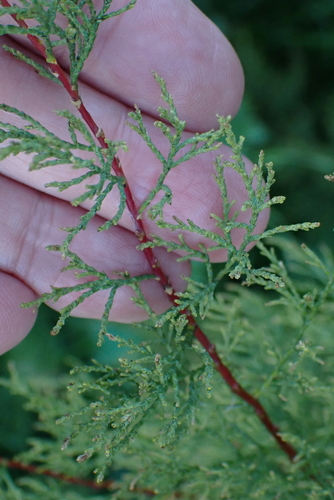 French tamarisk (Tamarix gallica)