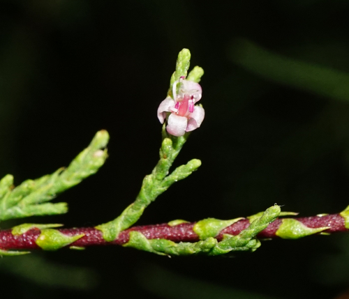 French tamarisk (Tamarix gallica)