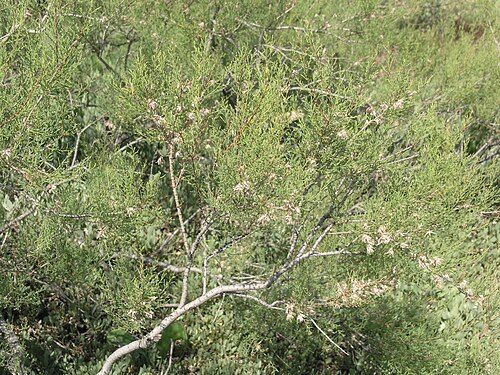 Tamarix gracilis: Tamarix gracilis