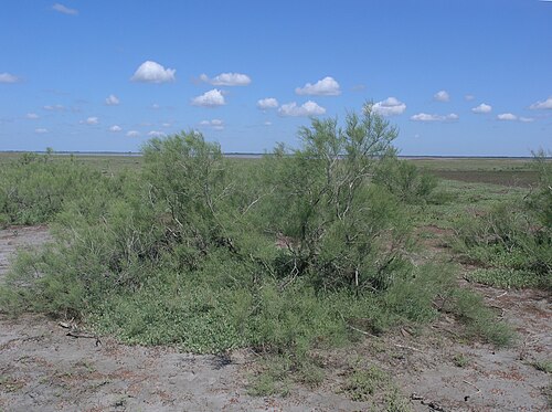 Tamarix gracilis: Tamarix gracilis