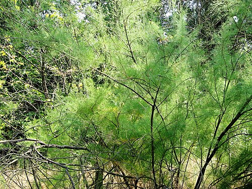 Tamarix gracilis: Тамарикс стрункий (Tamarix gracilis) — раритетний вид рослин, занесений до Червоної книги України. Україна. Запорізька область. Острів Хортиця. Національний зап