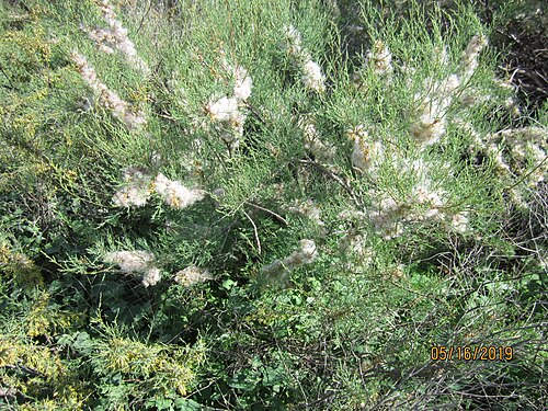 Tamarix gracilis: Tamarix gracilis