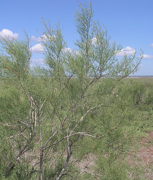 Tamarix gracilis: Tamarix gracilis