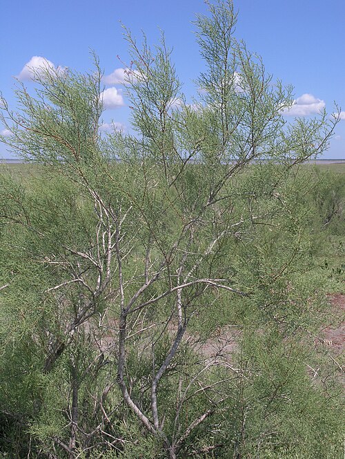 Tamarix gracilis: Tamarix gracilis