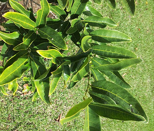 Tambourissa quadrifida: Tambourissa quadrifida - Bois tambour - Mauritius