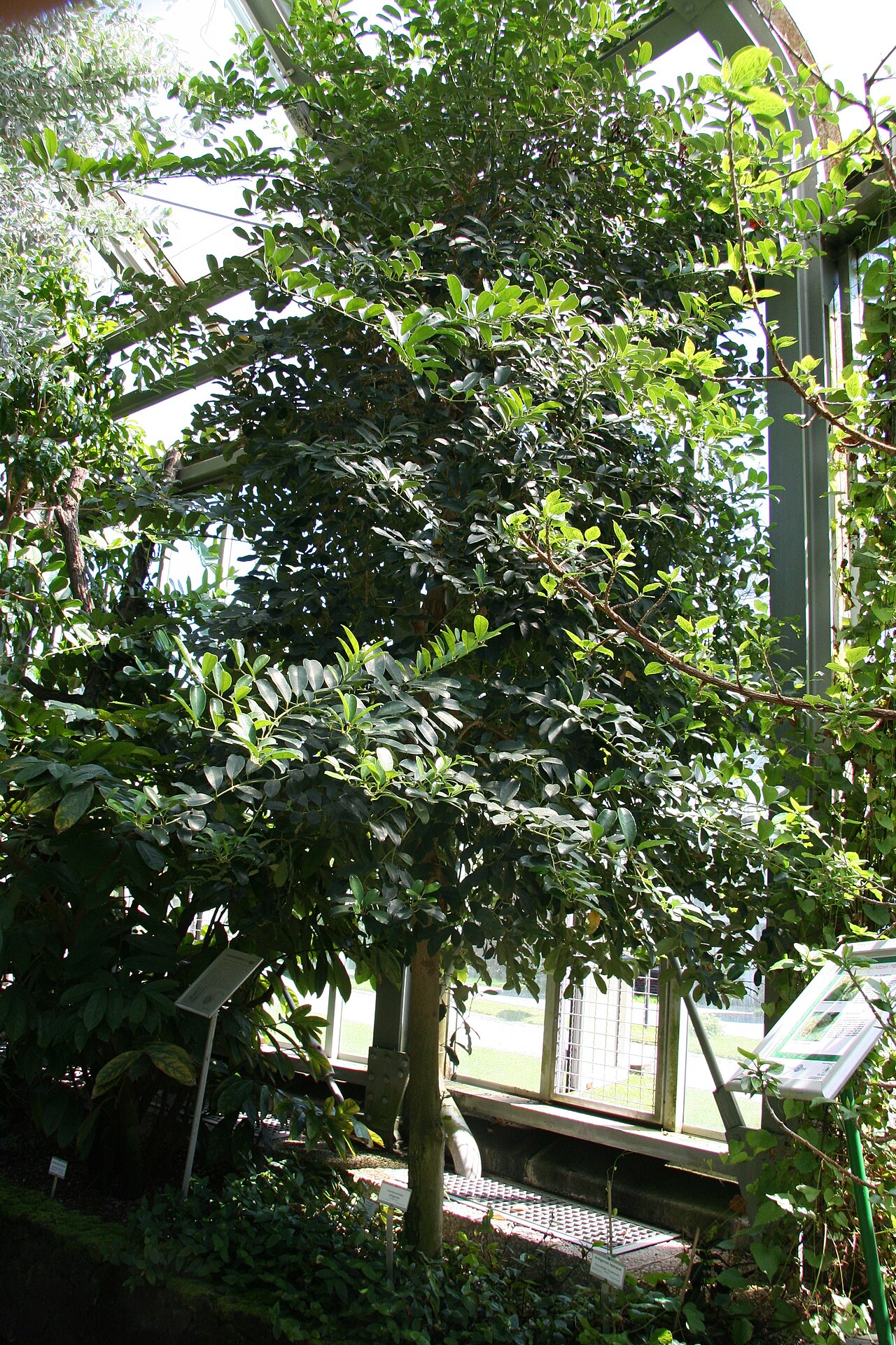 Tambourissa religiosa: Tambourissa religiosa im Botanischen Garten Berlin