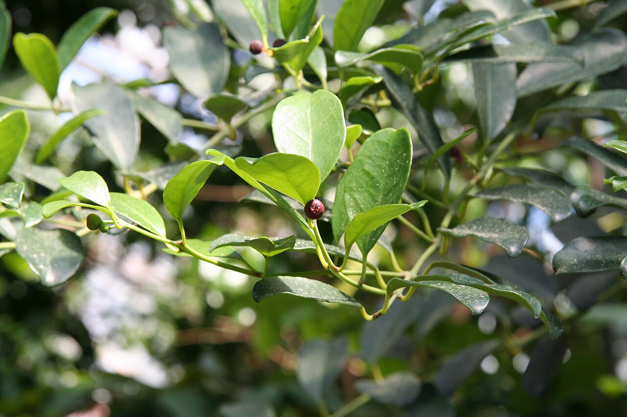 Tambourissa religiosa: Tambourissa religiosa im Botanischen Garten Berlin