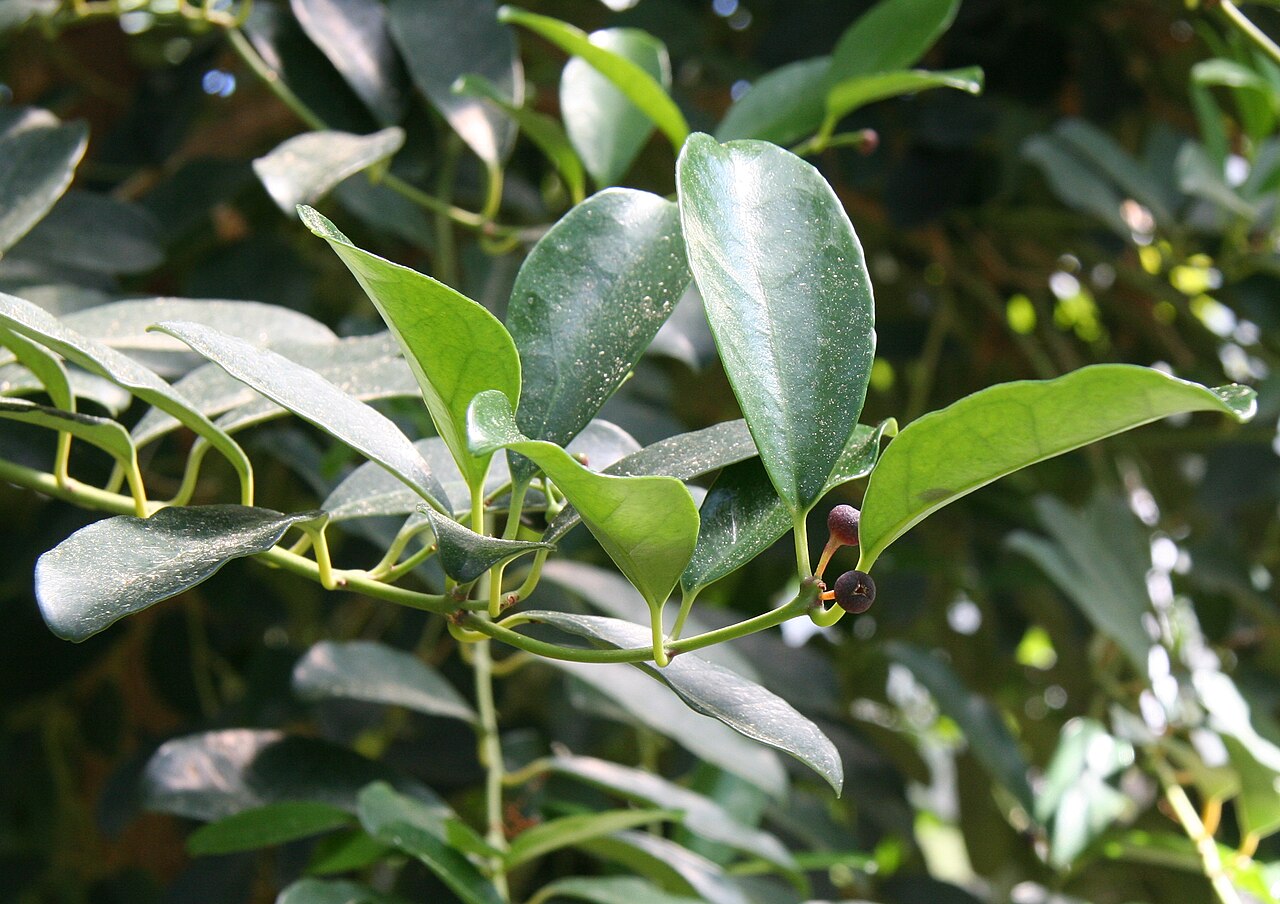 Tambourissa religiosa: Tambourissa religiosa im Botanischen Garten Berlin