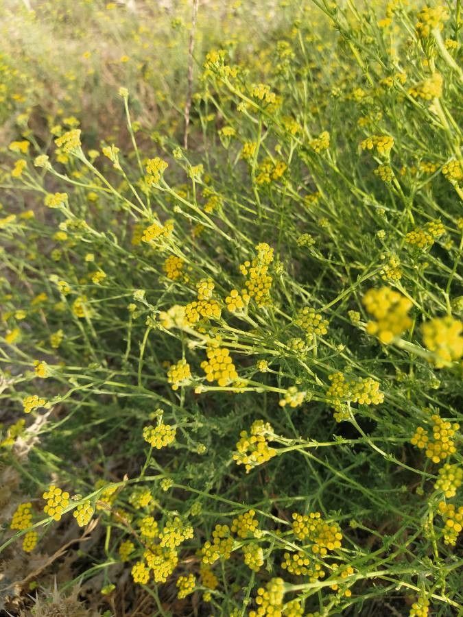 Tanacetum annuum (Tanacetum annuum)