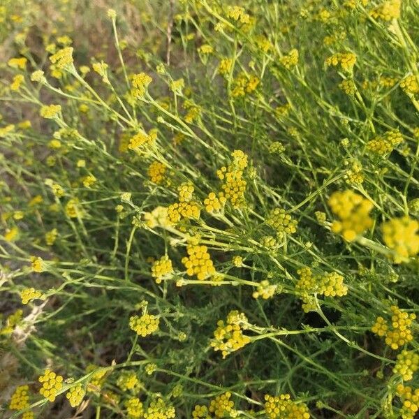 Tanacetum annuum (Tanacetum annuum)