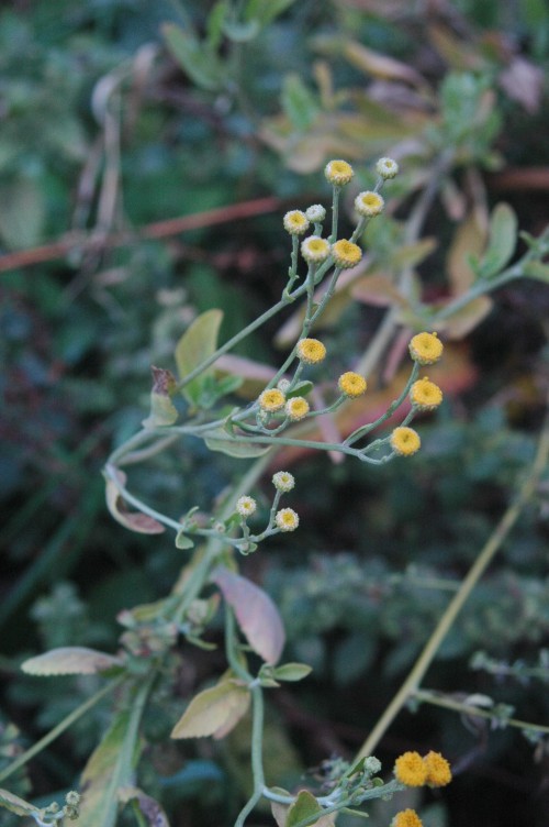 Costmary: Tanacetum balsamita