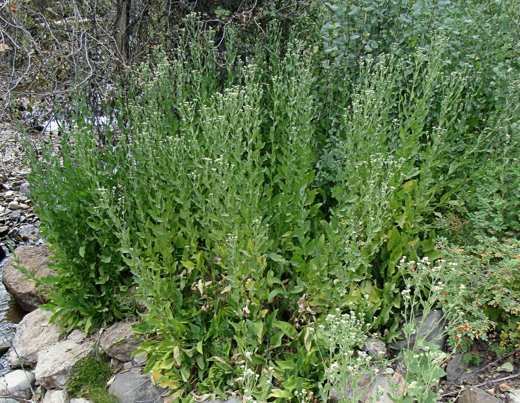 Costmary (Tanacetum balsamita)