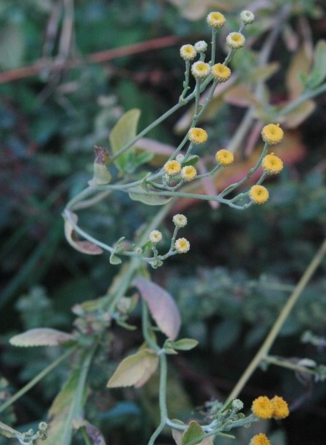 Costmary: Tanacetum balsamita (Natur-species).