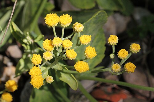 Costmary: Tanacetum balsamita