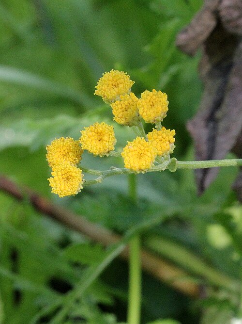 Costmary: Tanacetum balsamita