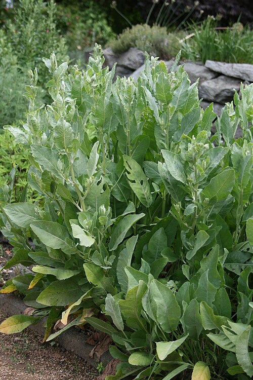 Costmary: Tanacetum