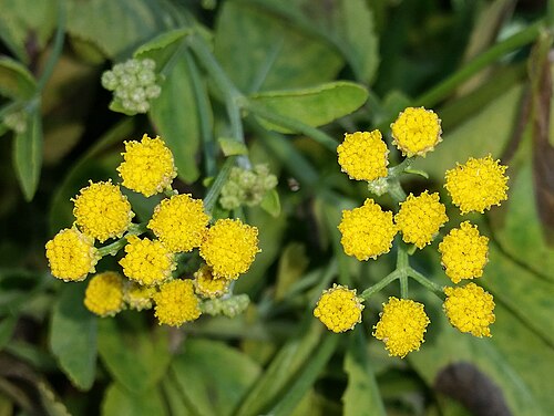 Costmary: Tanacetum balsamita