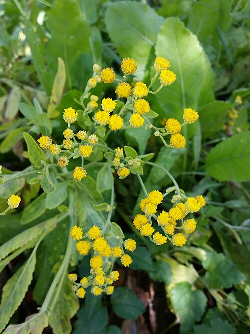Costmary: Tanacetum balsamita