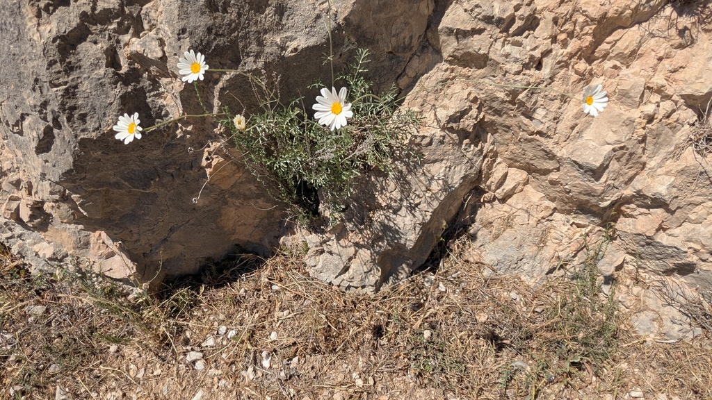 Dalmatia pyrethrum (Tanacetum cinerariifolium)