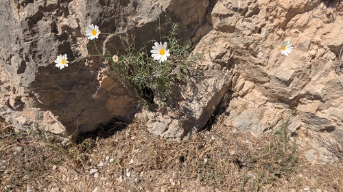 Dalmatia pyrethrum (Tanacetum cinerariifolium)
