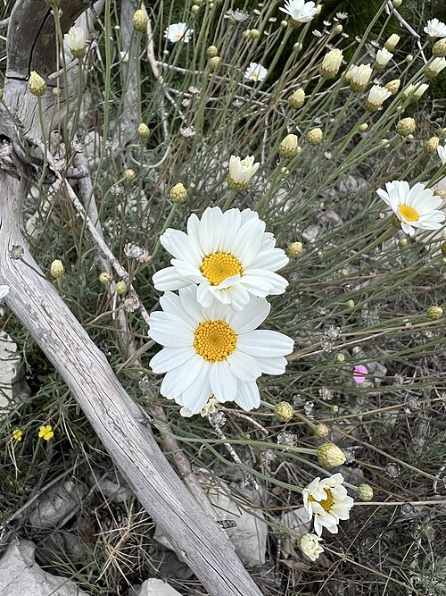 Dalmatia pyrethrum: Photo of Dalmatian Pyrethrum (undefined) uploaded from iNaturalist .