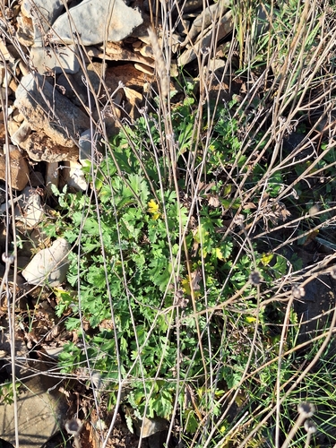 Dalmatia pyrethrum (Tanacetum cinerariifolium)