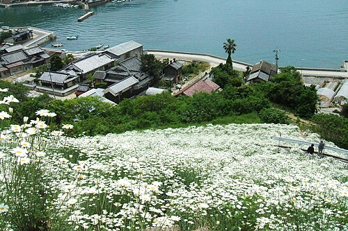 Dalmatia pyrethrum: 広島県尾道市因島・重井にある除虫菊の畑