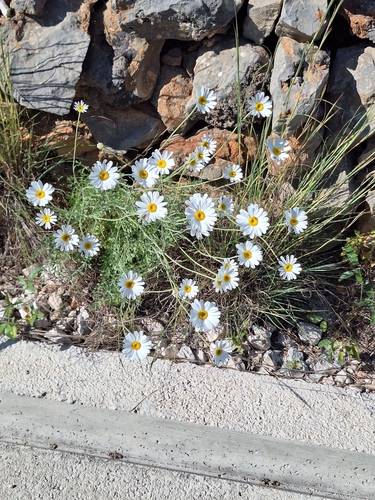 Dalmatia pyrethrum (Tanacetum cinerariifolium)