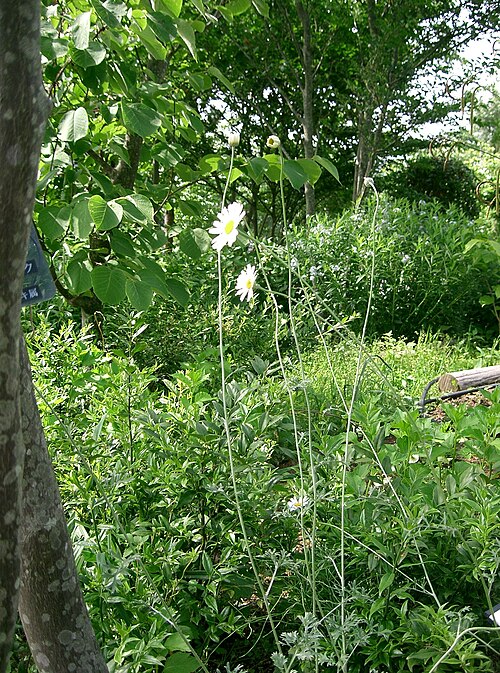 Dalmatia pyrethrum: Tanacetum cinerariifolium