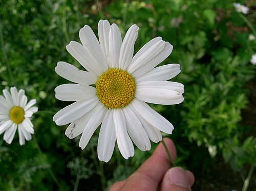 Dalmatia pyrethrum: Tanacetum cinerariifolium