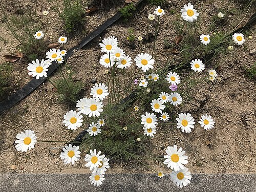 Dalmatia pyrethrum: Flowers of Tanacetum cinerariifolium in Japan