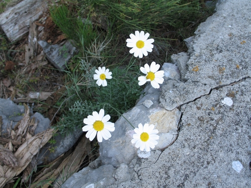 Dalmatia pyrethrum (Tanacetum cinerariifolium)