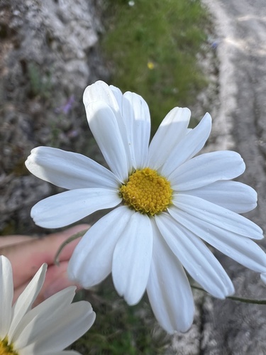 Dalmatia pyrethrum (Tanacetum cinerariifolium)