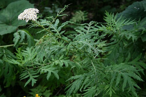 Tanacetum macrophyllum: Tanacetum macrophyllum , Korbblütler (Asteraceae) – Georgien/საქართველო: Kleiner Kaukasus, an der Straße zum Tskhratskaro-Pass, ca. 4,6 km SW Bakuriani/ბაკურიან