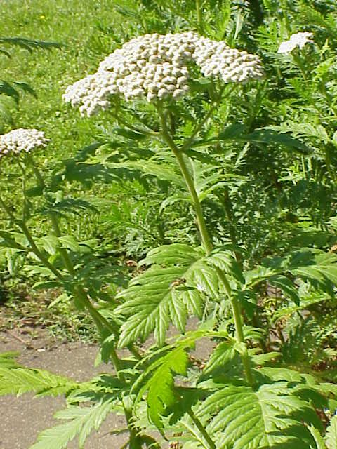 Tanacetum macrophyllum (Tanacetum macrophyllum)