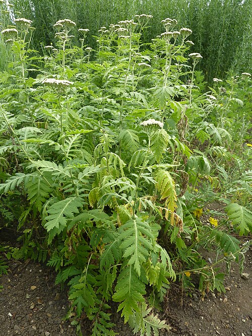 Tanacetum macrophyllum: Taken in the Cambridge University Botanic Garden