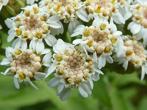 Tanacetum macrophyllum: Taken in the Cambridge University Botanic Garden