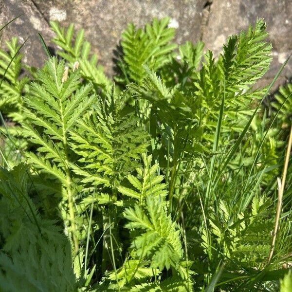 Tanacetum macrophyllum (Tanacetum macrophyllum)