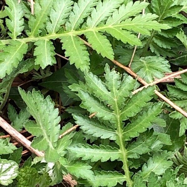 Tanacetum macrophyllum (Tanacetum macrophyllum)