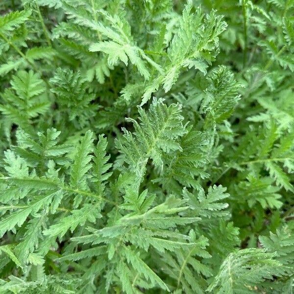 Tanacetum macrophyllum (Tanacetum macrophyllum)