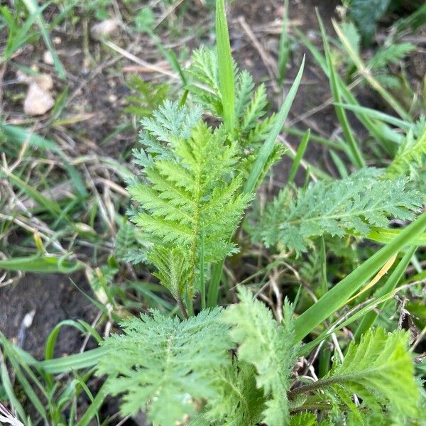 Tanacetum macrophyllum (Tanacetum macrophyllum)