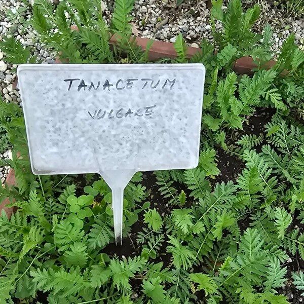 Tanacetum macrophyllum (Tanacetum macrophyllum)