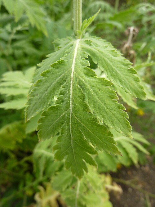 Tanacetum macrophyllum: Taken in the Cambridge University Botanic Garden