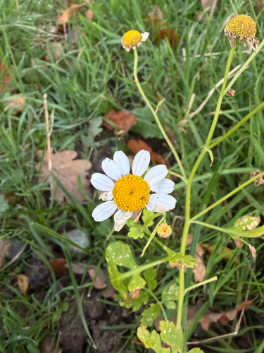 Feverfew (Tanacetum parthenium)