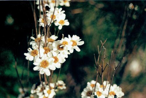 Feverfew (Tanacetum parthenium)
