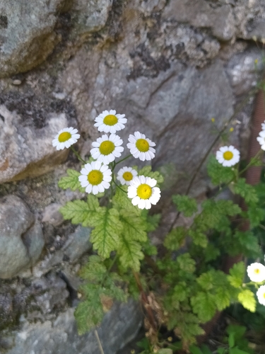 Feverfew (Tanacetum parthenium)