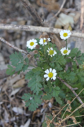 Feverfew (Tanacetum parthenium)