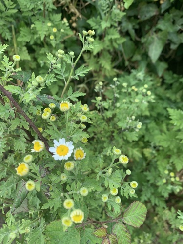 Feverfew (Tanacetum parthenium)