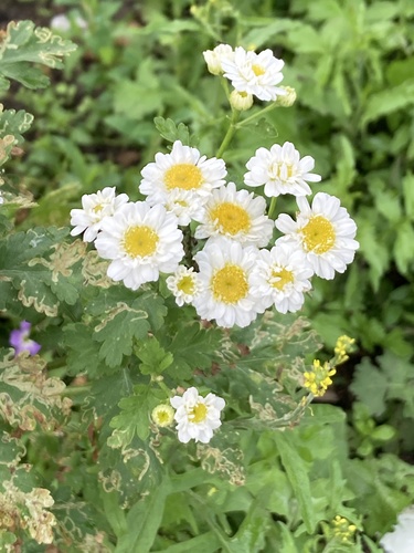 Feverfew (Tanacetum parthenium)